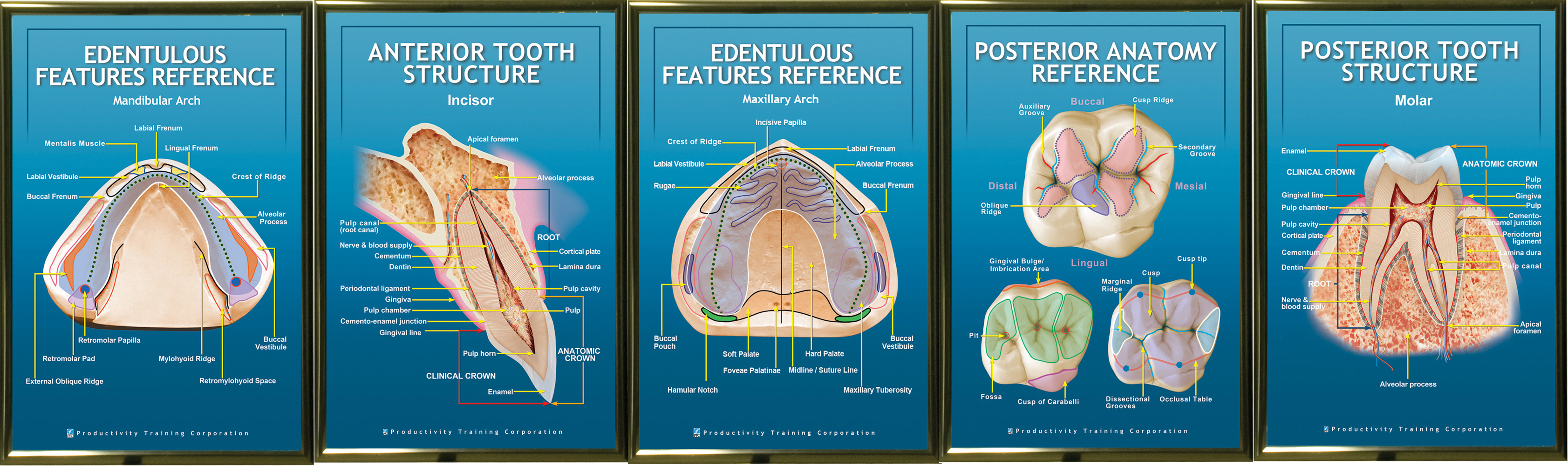 PTC-Posters-Set-Of-5-Unframed